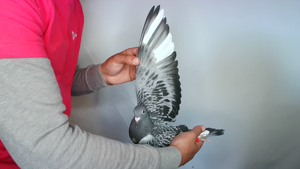 Pigeon image