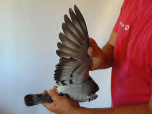 Pigeon image