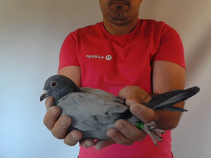 Pigeon image