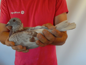 Pigeon image