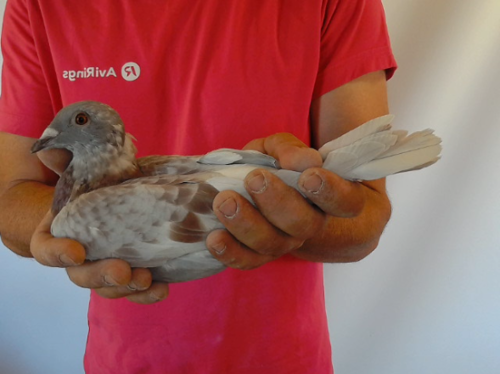 Pigeon image