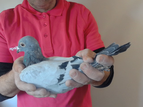 Pigeon image