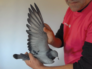 Pigeon image