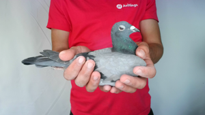 Pigeon image