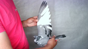 Pigeon image