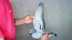 Pigeon image