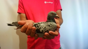 Pigeon image