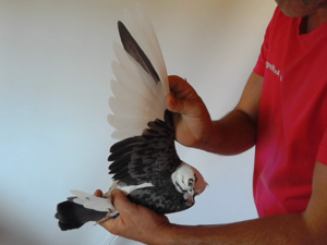 Pigeon image