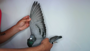 Pigeon image