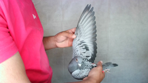 Pigeon image