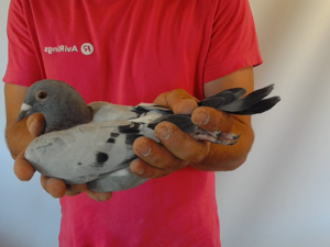 Pigeon image