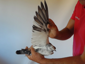 Pigeon image