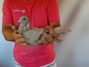 Pigeon image