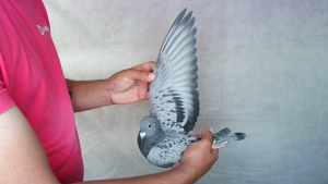 Pigeon image