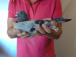 Pigeon image