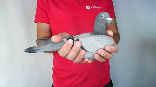 Pigeon image