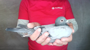 Pigeon image