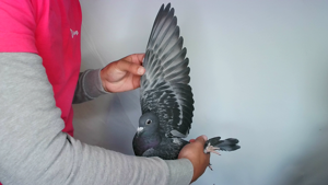 Pigeon image