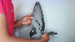 Pigeon image