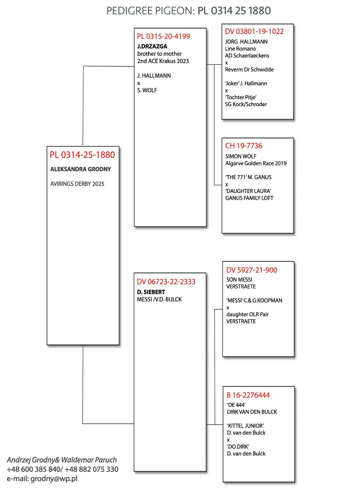 Pigeon pedigree image