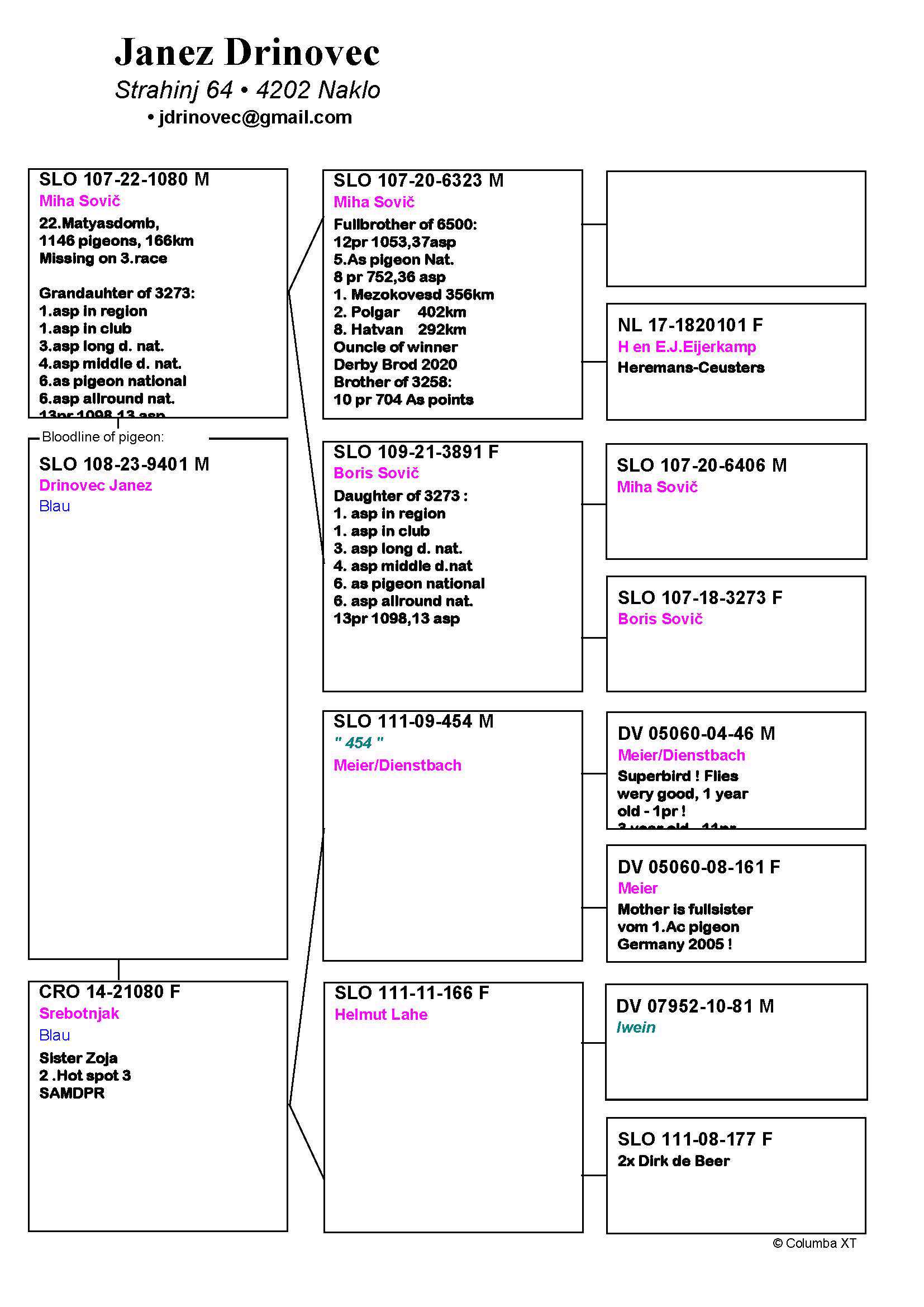 Pigeon pedigree image