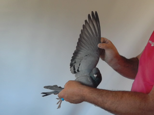 Pigeon image
