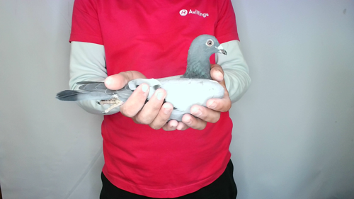 Pigeon image