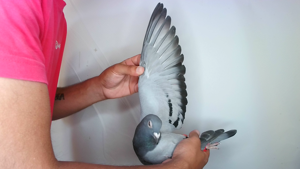 Pigeon image