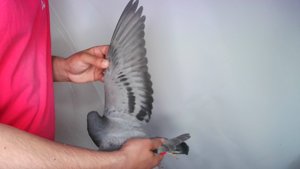Pigeon image