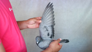 Pigeon image