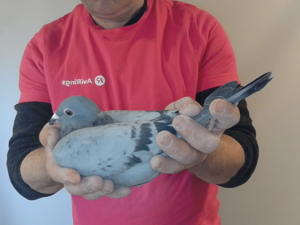 Pigeon image
