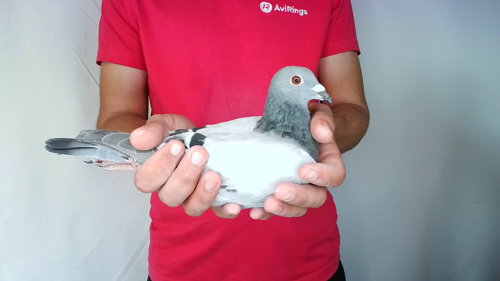 Pigeon image