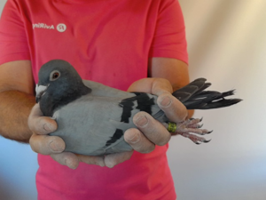 Pigeon image