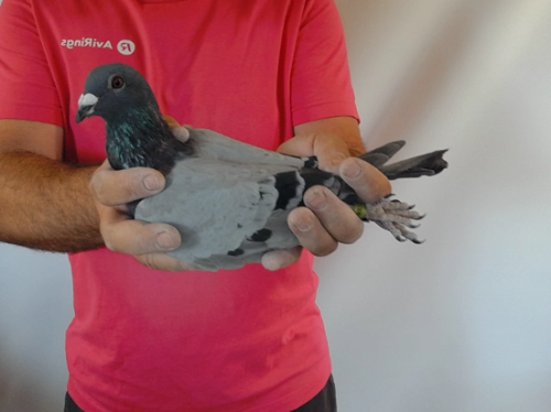 Pigeon image