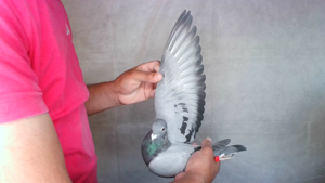 Pigeon image