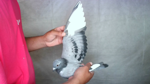 Pigeon image