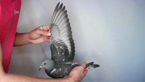 Pigeon image