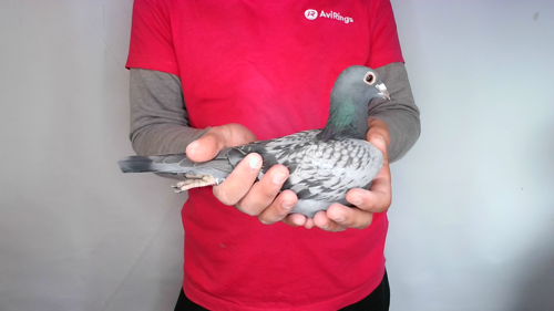 Pigeon image