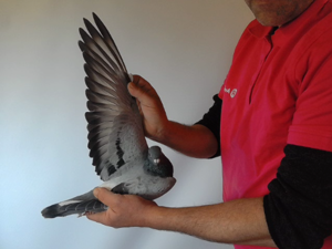 Pigeon image