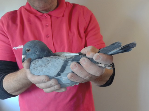 Pigeon image