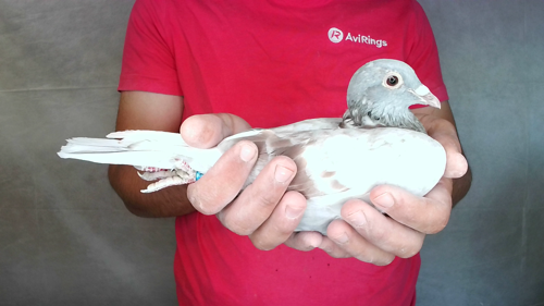 Pigeon image