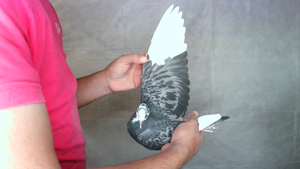 Pigeon image