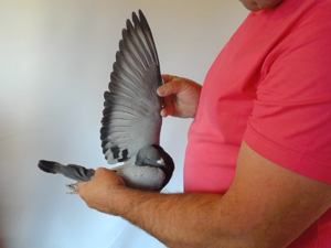 Pigeon image