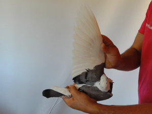 Pigeon image