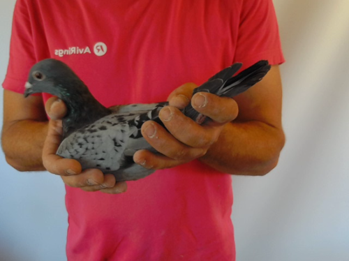 Pigeon image