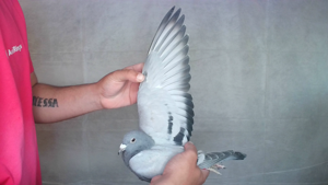 Pigeon image