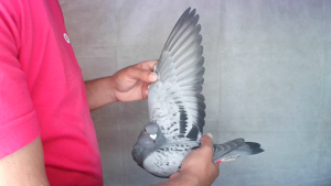 Pigeon image