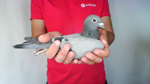 Pigeon image