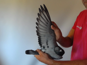 Pigeon image