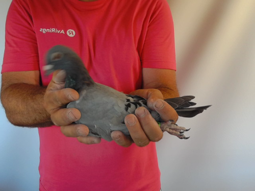 Pigeon image